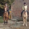 Rowebuck Stud Isfield Riding School and Stables opening times and