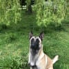 Meadow view boarding clearance kennels