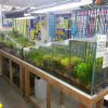 Find Aquarium Pond Supplies Near Me in Isle Of Sheppey Yell